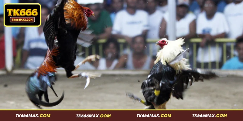 TK666 ককফাইট - সেরা অনলাইন লাইভ মোরগ লড়াই ও বেটিং সাইট 1 TK666 ককফাইট সেকশনের পরিচিতি